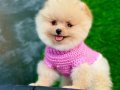 ORJINAL GÜLERYÜZLÜ ARANILAN POMERANIAN YAVRUM