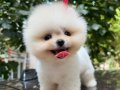 ORJINAL POMERANIAN YAVRUMUZ