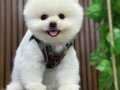 ETKİLEYİCİ GÜZELLİKTE SHOW KALİTE POMERANIAN YAVRUM