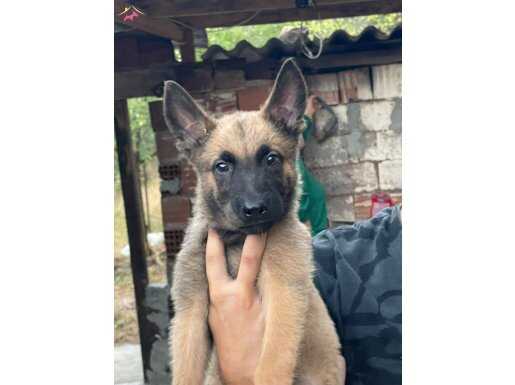 A kalite malinoisler Arama kurtma köpeği yavrularıdır.