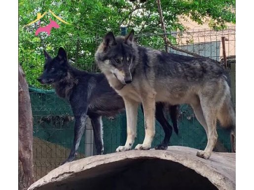 Boz Ve Siyah Eşleşmeden Özel American Wolfdog Yavruları