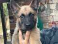 A kalite malinoisler Arama kurtma köpeği yavrularıdır.