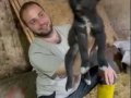 SINIRLI SAYIDA AMERİKAN WOLFDOG YAVRULARI