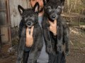 SINIRLI SAYIDA AMERİKAN WOLFDOG YAVRULARI