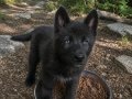 SINIRLI SAYIDA AMERİKAN WOLFDOG YAVRULARI