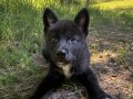 SINIRLI SAYIDA AMERİKAN WOLFDOG YAVRULARI