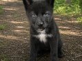 SINIRLI SAYIDA AMERİKAN WOLFDOG YAVRULARI