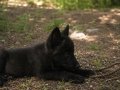 SINIRLI SAYIDA AMERİKAN WOLFDOG YAVRULARI