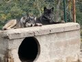 SINIRLI SAYIDA AMERİKAN WOLFDOG YAVRULARI
