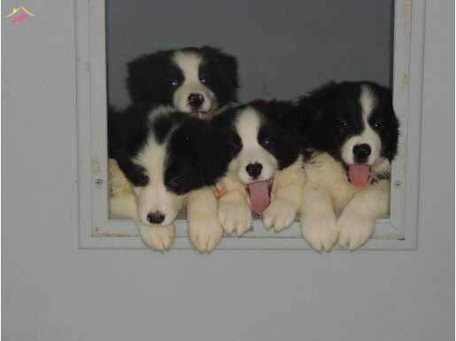 KIF FCI ŞECERELİ, MİKROÇİPLİ,KARNELİ ÜST DÜZEY