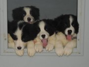 KIF FCI ŞECERELİ, MİKROÇİPLİ,KARNELİ ÜST DÜZEY