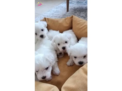 Maltese terrier yavrular 