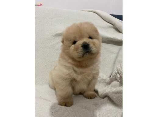 Chow chow yavrular