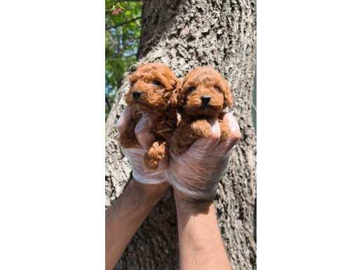 Red toy poodle bebekler