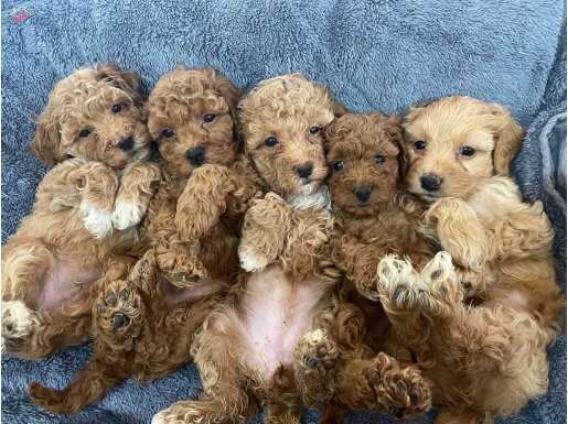 Maltipoo yavrular