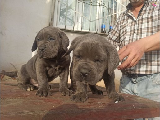 A KALİTE CANE CORSO YAVRULAR 