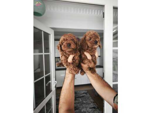 TOY POODLE YAVRULARİM 