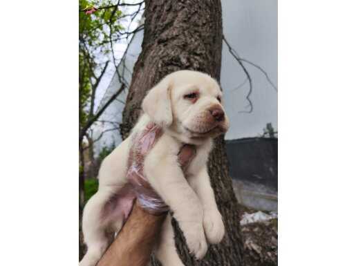 ŞAMPANYA LABRADOR YAVRULAR 