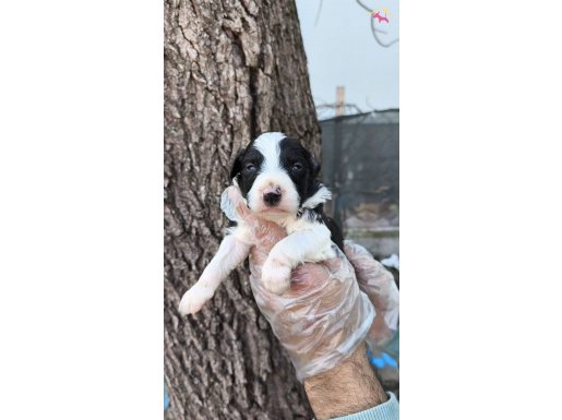 BORDER COLLİE YAVRULARİM