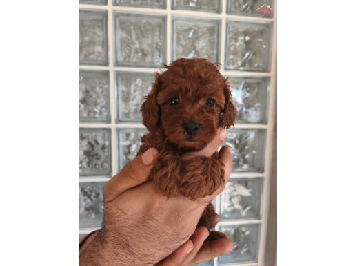 RED TOY POODLE YAVRULARİM