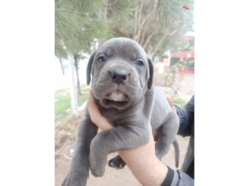 BLUE CANE CORSO YAVRULARIM 