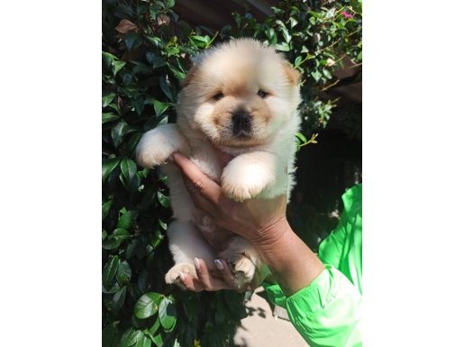 CHOW CHOW YAVRULARİM 
