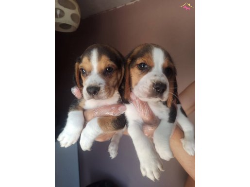 BEAGLE YAVRULARİM