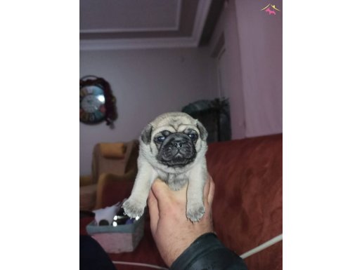 PUG YAVRULARİM