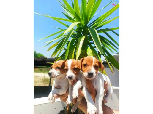 JACK RUSSELL YAVRULARİM 