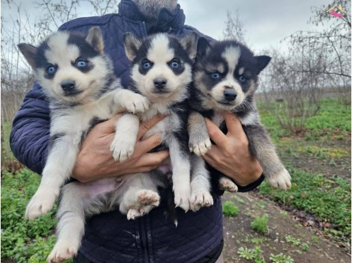 HUSKY YAVRULARİM 