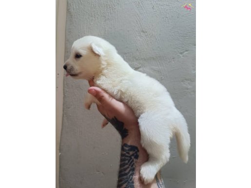 SAMOYED YAVRULARIM 