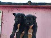 BELÇİKA MALİNOES YAVRULAR