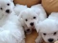 Maltese terrier yavrular 