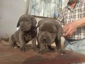 A KALİTE CANE CORSO YAVRULAR 