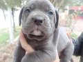 BLUE CANE CORSO YAVRULARIM 
