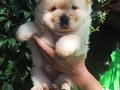CHOW CHOW YAVRULARİM 
