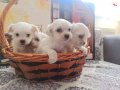 MALTESE TERRİER YAVRULARIM 