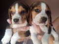BEAGLE YAVRULARİM