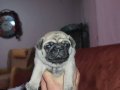 PUG YAVRULARİM