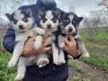 HUSKY YAVRULARİM 