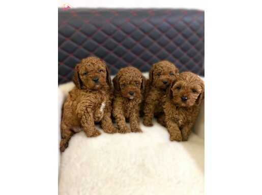 Poodle Yavrular İzmir