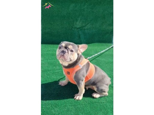 2 yasinda exotic french bulldog