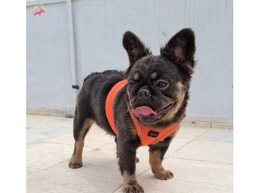 Yetiskin disi hazir exotic french bulldoglar 