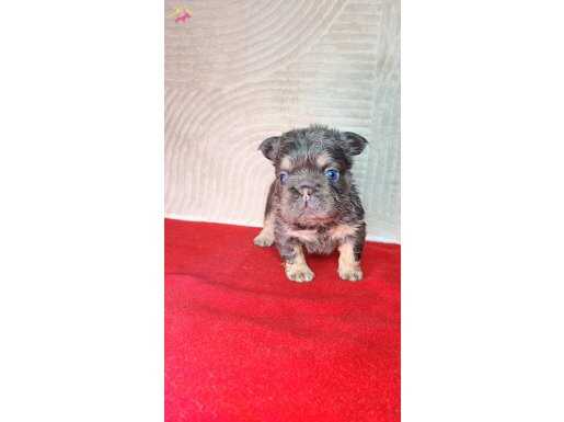 TR DE TEK YAVRUMUZ!! BİGROPE FLUFFY FRENCH