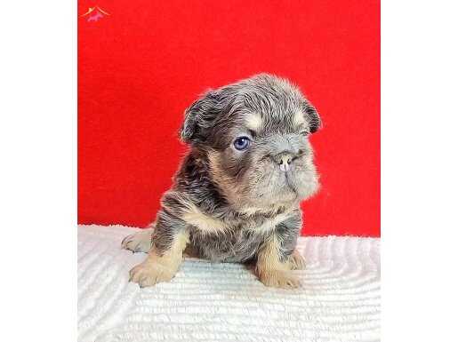 Tr de tek big rope fluffy exotic french bulldog yavru