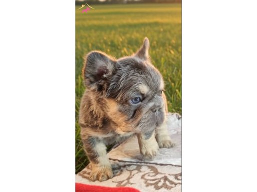 Turkiye deki tek bigrope fluffy french yavru