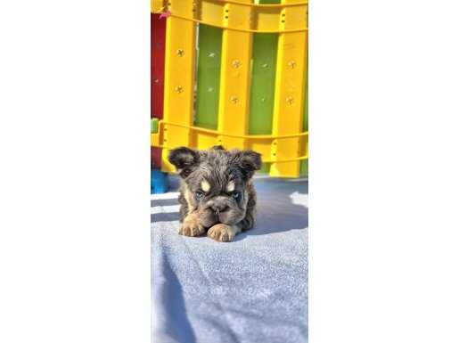 Eşsiz rüya gibi BİGROPE FLUFFY FRENCH BULLDOG YAVRU