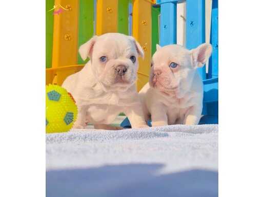 Kusursuz en özel mavi gözlü exotic french bulldog