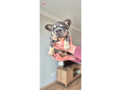 Tr deki en yeni ve  üst versiyonda frenchbulldog