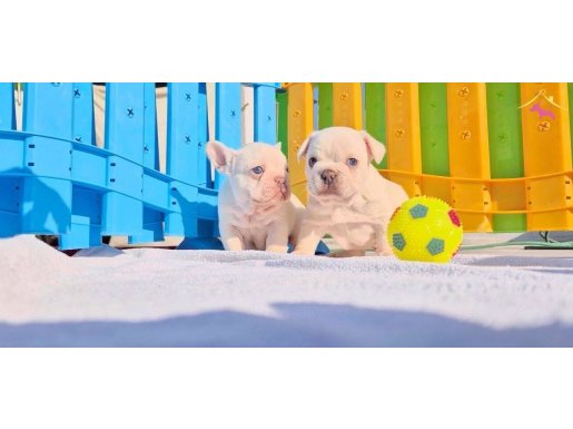 Platinium rengindeki mavi gözlü french bulldog